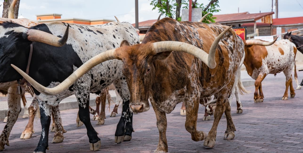 Cowboy Country, a rail journey with Amtrak Vacations