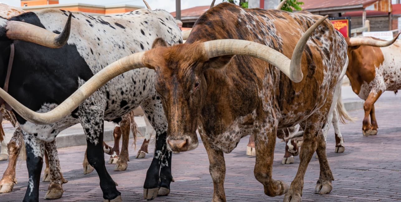 Cowboys and Cajuns, a rail journey with Amtrak Vacations