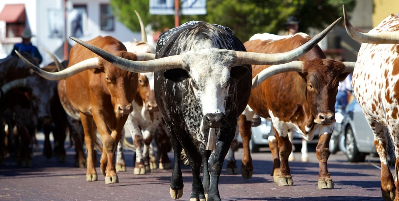 Heart of Texas and New Orleans, a rail journey with Amtrak Vacations