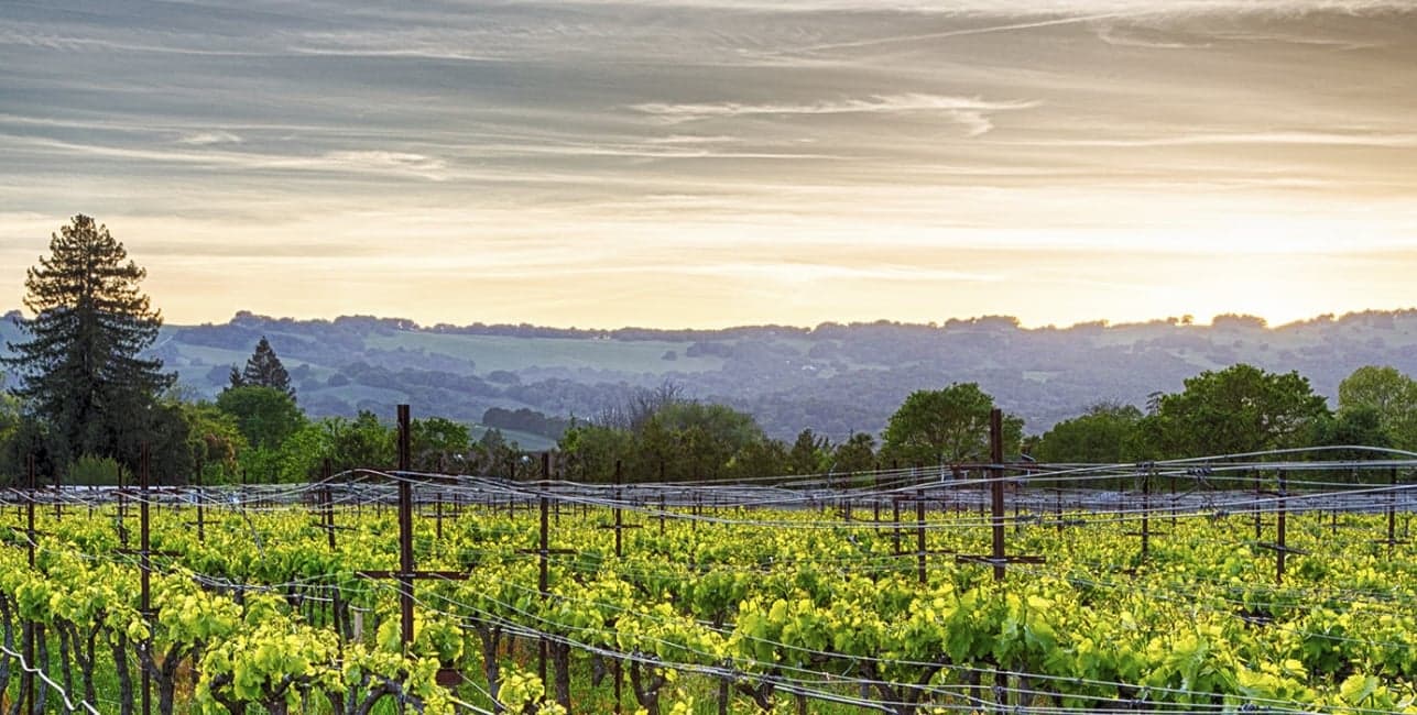 San Francisco Getaway with Napa Valley Wine Train, a rail journey with Amtrak Vacations