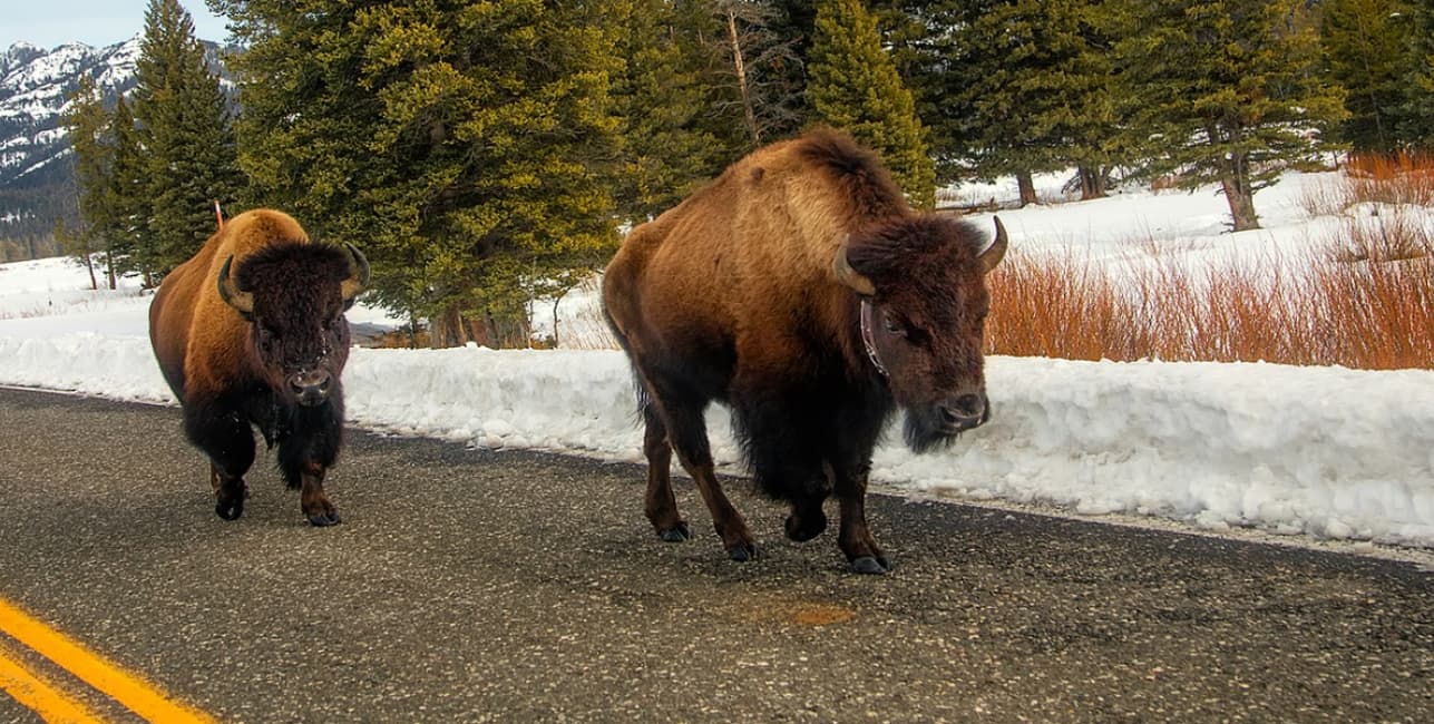 Scenic America by Rail with Yellowstone National Park, a rail journey with Amtrak Vacations