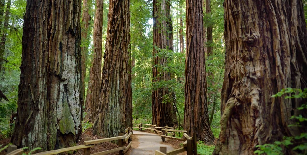 Ultimate Grand Canyon to Yosemite with Muir Woods, a rail journey with Amtrak Vacations