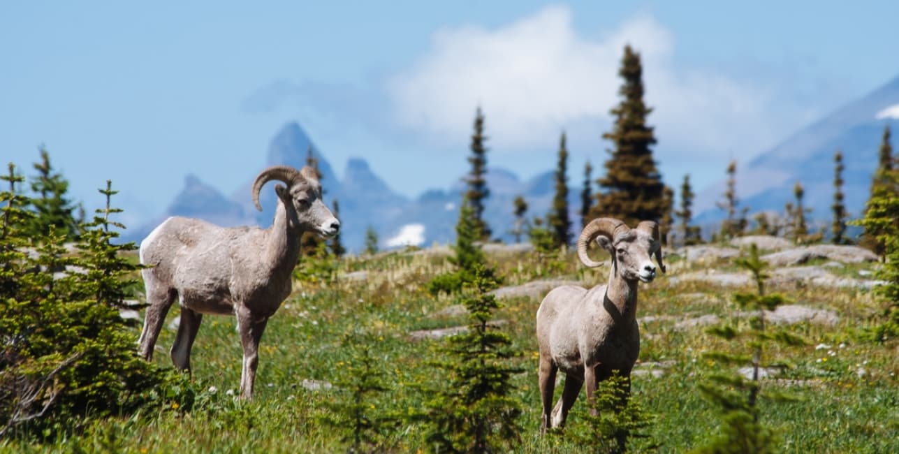 Whitefish and Glacier National Park Getaway Roundtrip from Milwaukee, a rail journey with Amtrak Vacations