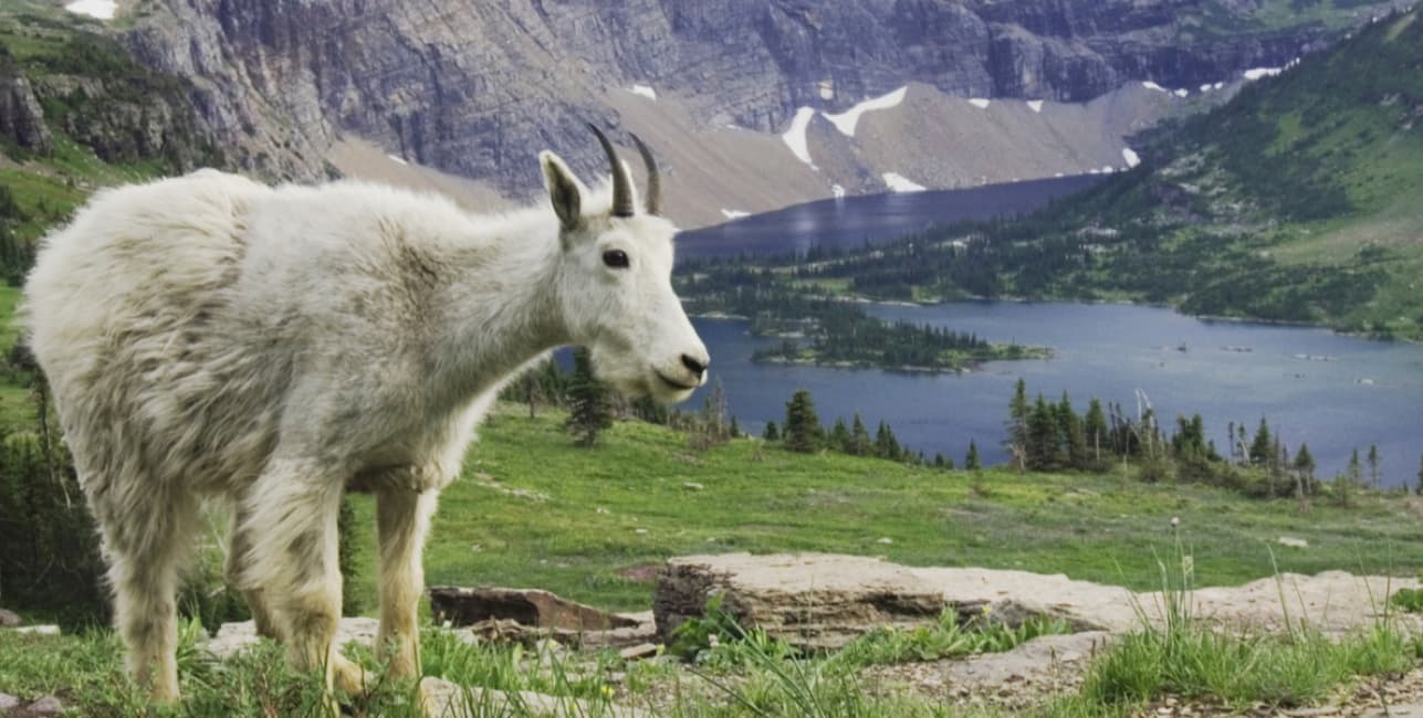 Whitefish and Glacier National Park Getaway Roundtrip from Portland, OR, a rail journey with Amtrak Vacations