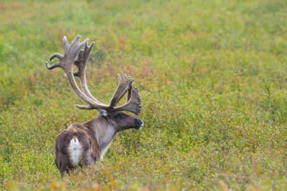 4 Day Denali Rail Explorer, a rail journey with Anderson Vacations