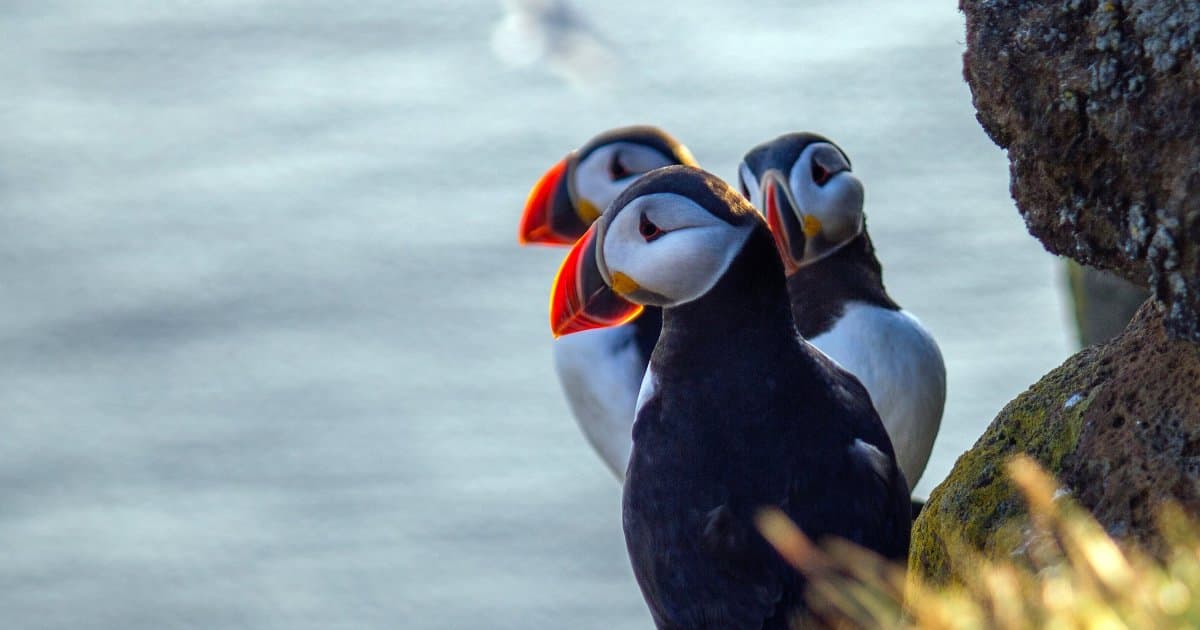 Wildlife Cruise in Scotland, a rail journey with Authentic Europe