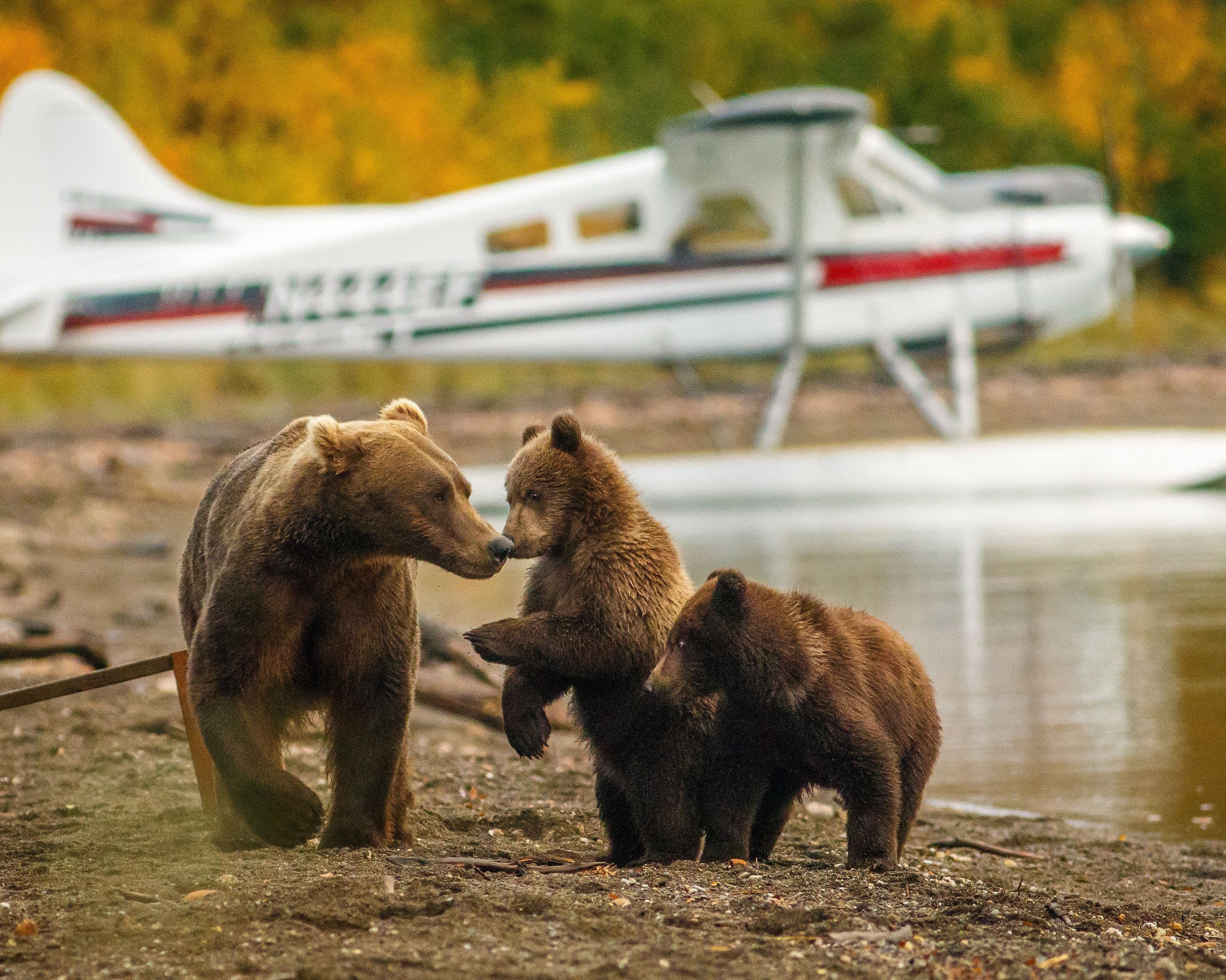 Best of Alaska by Rail, Cox & Kings