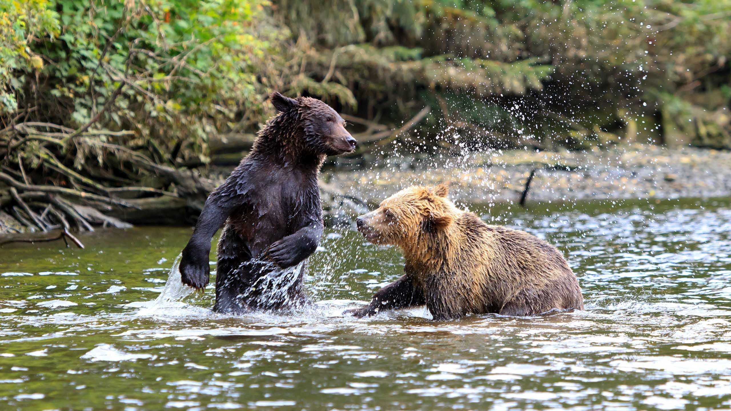 Grizzly Bears & Canadian Rockies by Rail, Cox & Kings