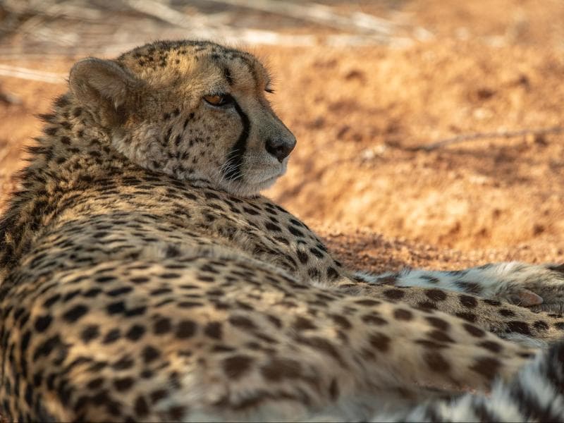 Rovos Rail : Pretoria - Durban, a rail journey with Discovery Trains