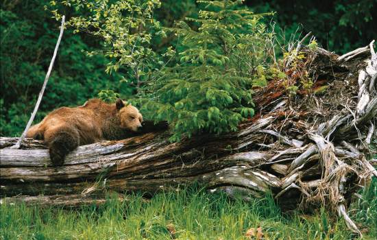 Rockies, Rail & Bears, First Class Holidays