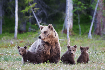 Lords of the Wilderness Bear Viewing, a rail journey with Fresh Tracks Canada
