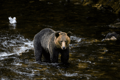 Lords of the Wilderness Bear Viewing, a rail journey with Fresh Tracks Canada