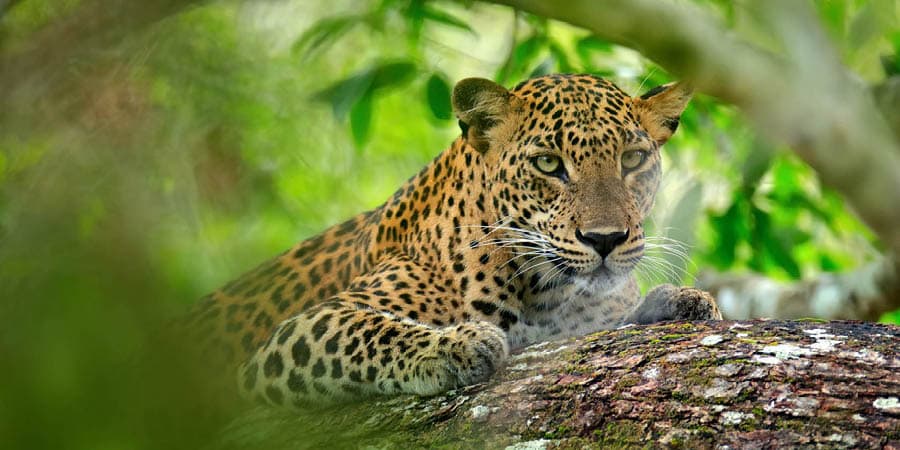 Five-Star Sri Lanka: Grand Safaris & Sacred Cities, Great Rail Journeys
