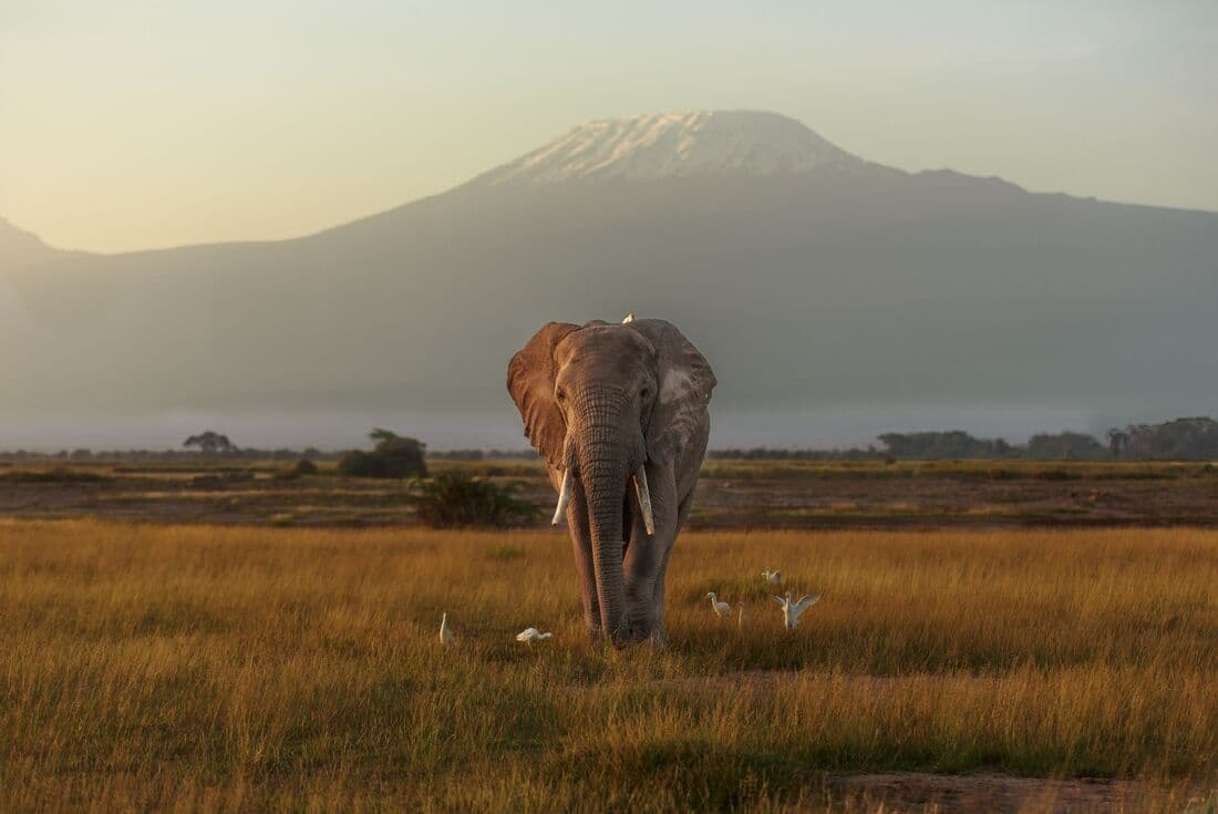 Kenya by Rail: Trains, Safaris & Beaches, Intrepid Travel