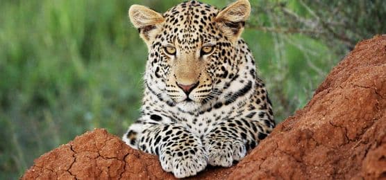 Die Vielfalt des südlichen Afrikas: Namibia, die Viktoriafälle und Rovos Rail, lernidee.de