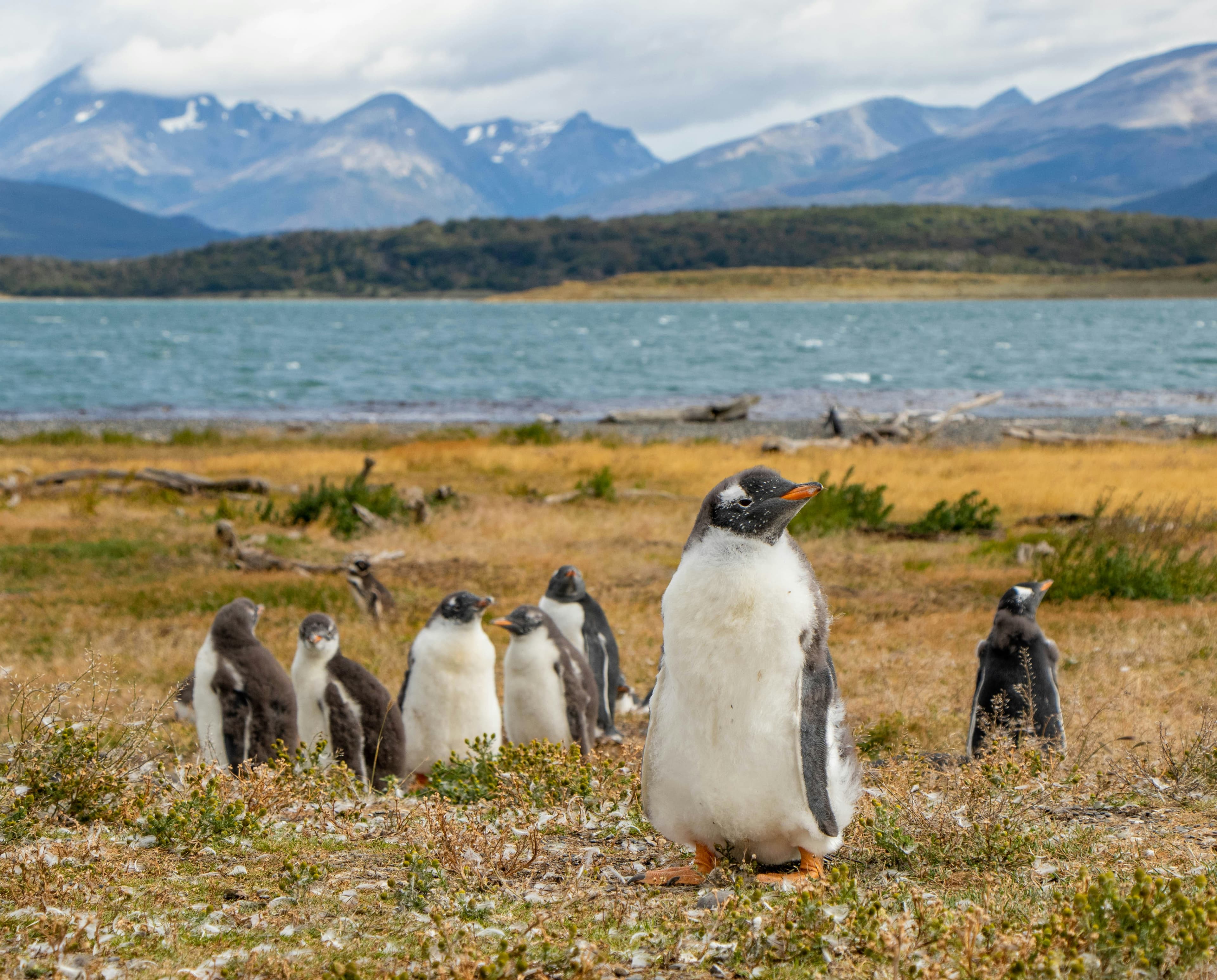 Patagonian Rail & Wilderness Expedition, Railway Adventures