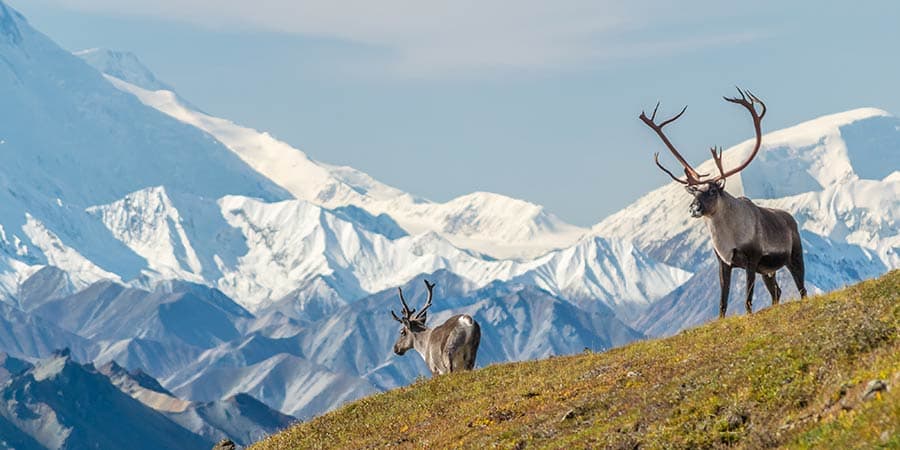 Alaska Wilderness Tour, Vacations By Rail
