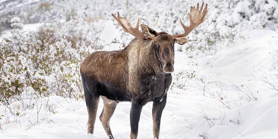 Northern Lights & Alaska Highlights, Vacations By Rail